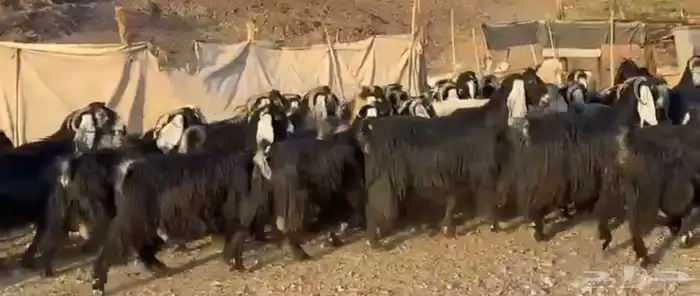 معزاء عوارض صنف 0