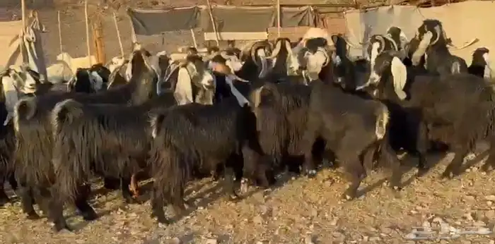 معزاء عوارض صنف 2