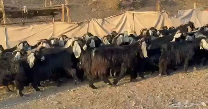 معزاء عوارض صنف 1