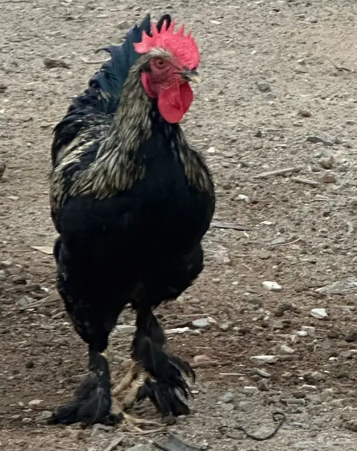 ديوك براهما وأطقم براهما دجاجة وديك 5