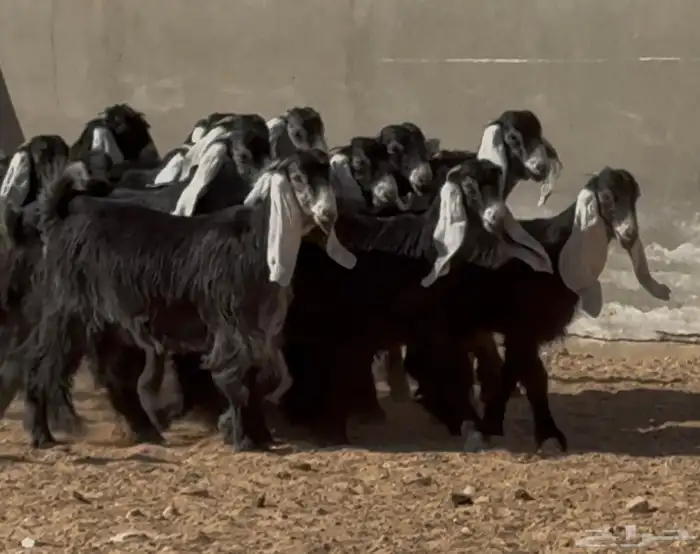 تبارك الله   جذعات عوارض ربش فاخره العدد 16 2