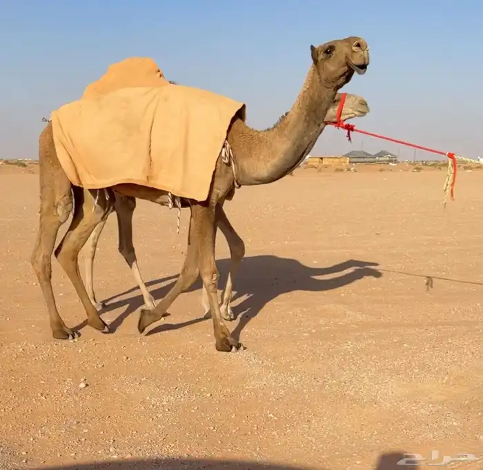 للبيع بكرة صفرا 3