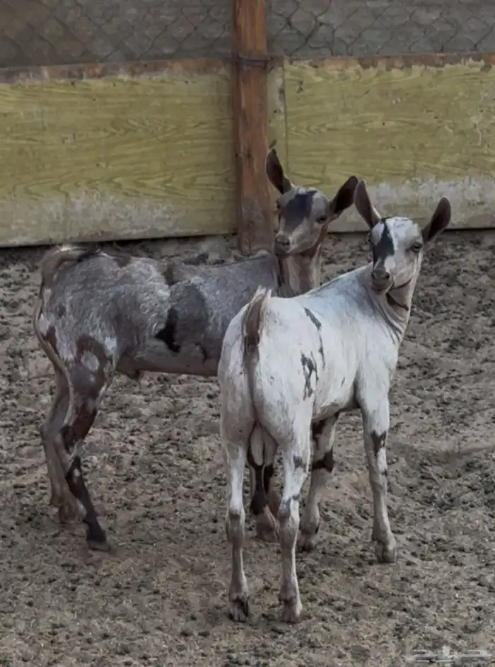 تيوس عمانيه 0