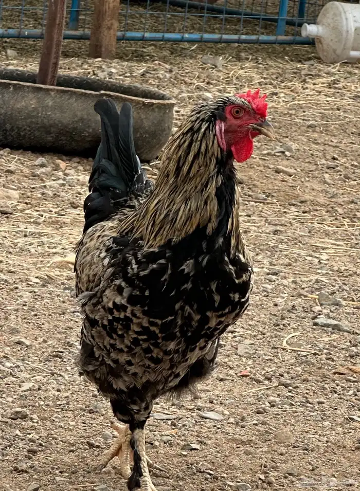 ديوك براهما وأطقم براهما دجاجة وديك 11