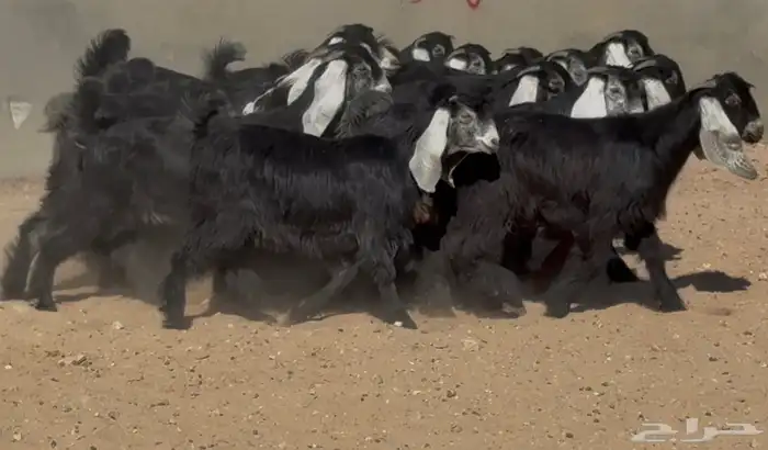 تبارك الله   جذعات عوارض ربش فاخره العدد 16 6