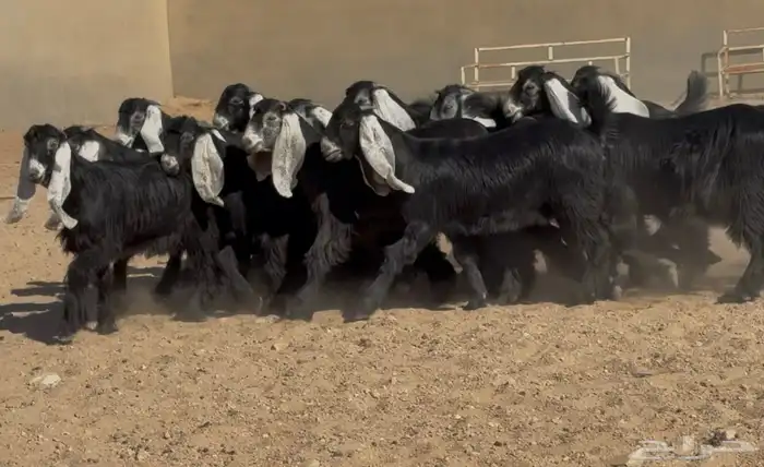 تبارك الله   جذعات عوارض ربش فاخره العدد 16 7