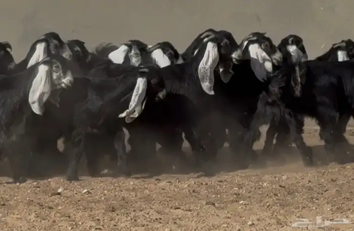 تبارك الله   جذعات عوارض ربش فاخره العدد 16 3