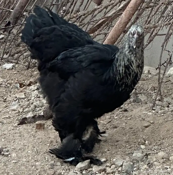 ديوك براهما وأطقم براهما دجاجة وديك 4