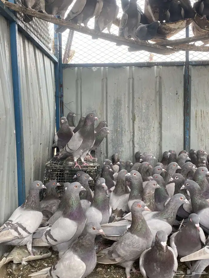 تم البيع الله يبارك لرعيه 7