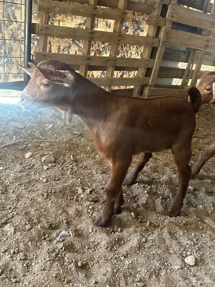 دواغير جنوبيات دهم تيس وجفره تم البيع 5