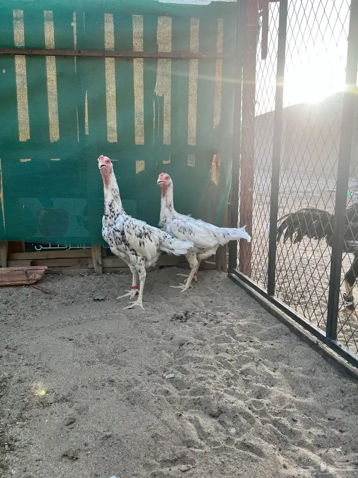 شامو الماني 0