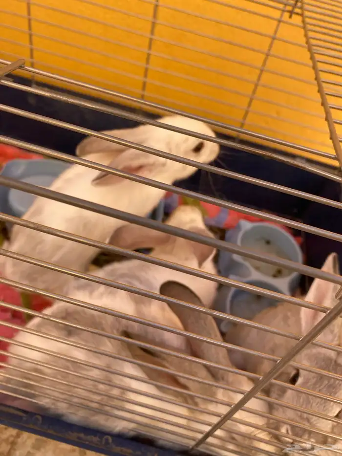 أرانب للبيع 4