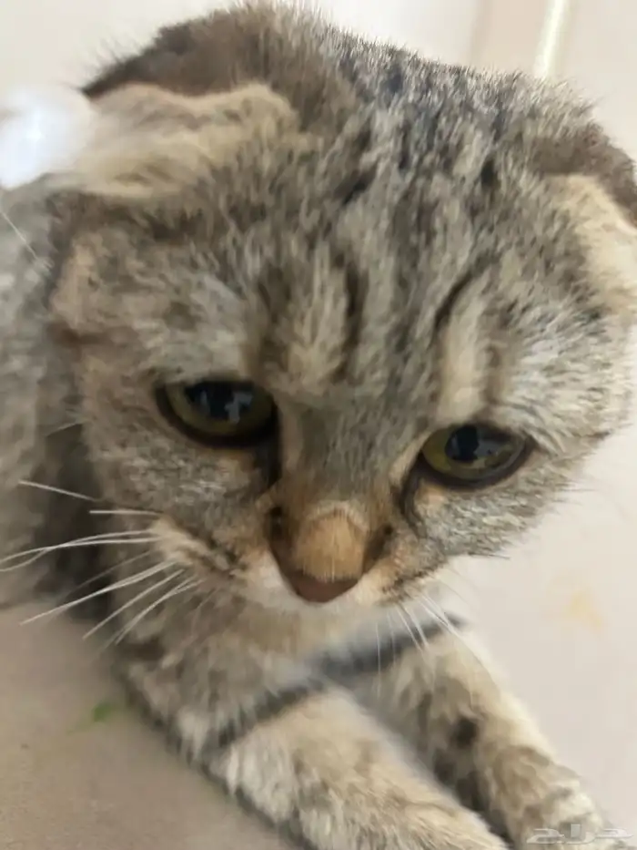 قطتين صغار مع امهم للبيع سكوتش فولد 1