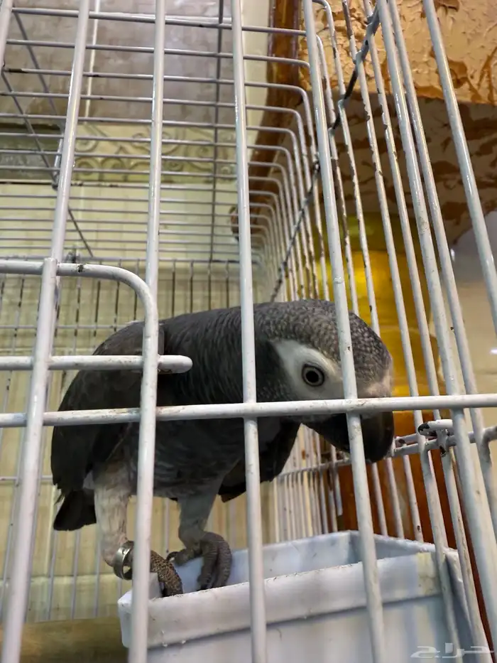 ببغاء غيني ( تمنه ) 3