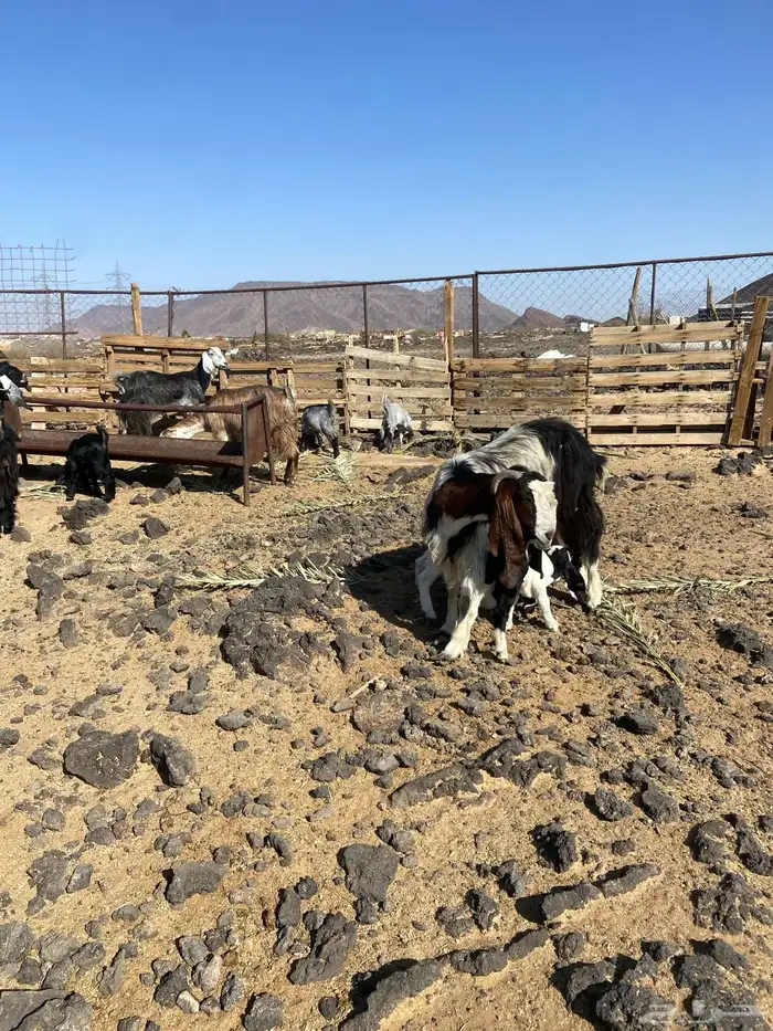 المدينه المنور 1