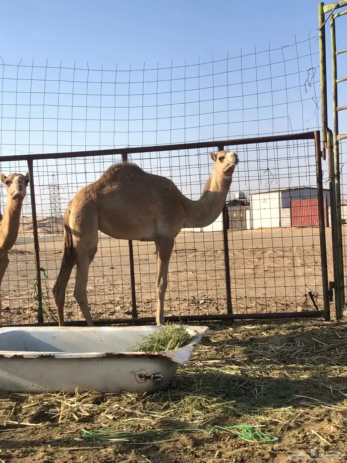 بكرة مفرودة 0