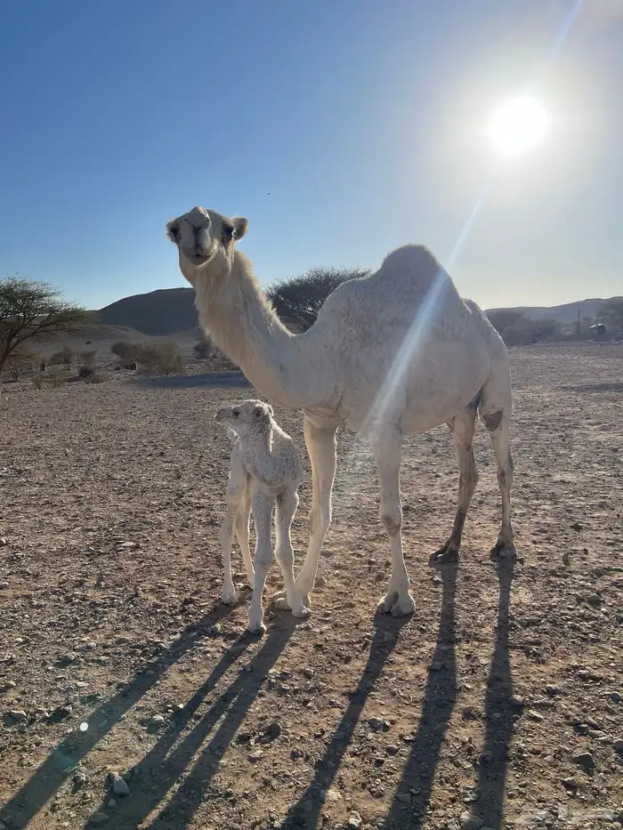 خلفة وضحا تحتها قعود 0