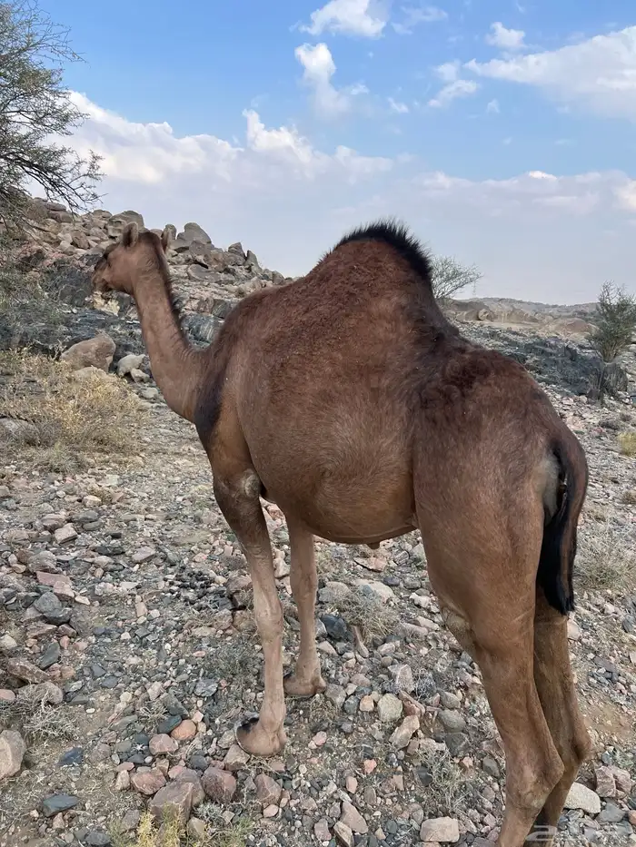 بكره حمراء ملاقي ( مشروطه )( بكر ثنيه ) 0