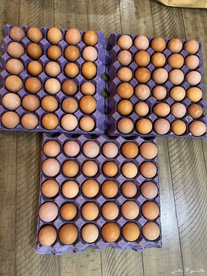 بيض لوهمان براون مخصب 1