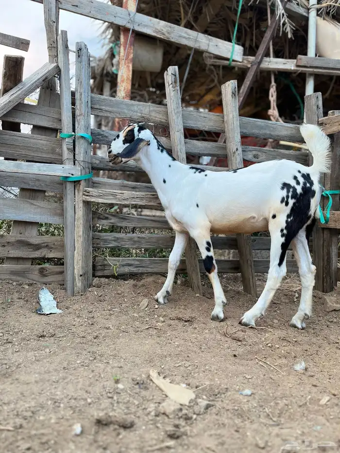 نعرض لكم جفره مسلبه بنت جمران 0