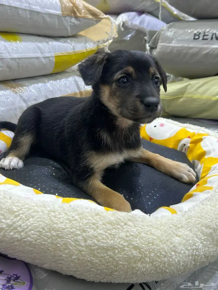 جراؤه جيرمن 4