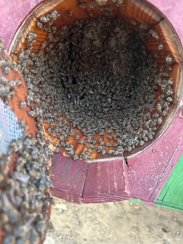 تهامه شهران 3