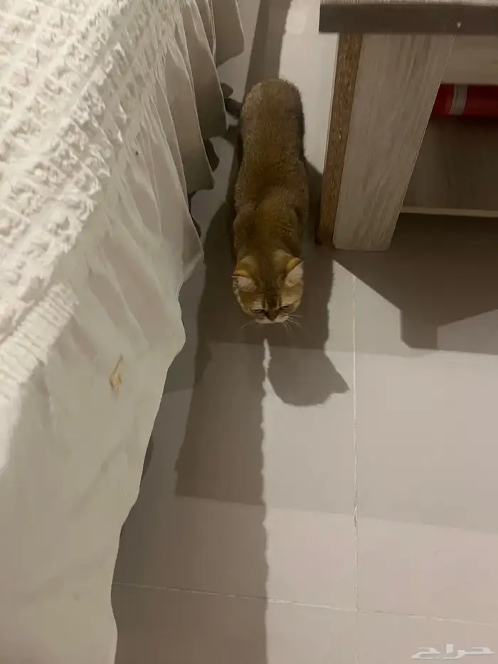 قطه نوع فاخر 3