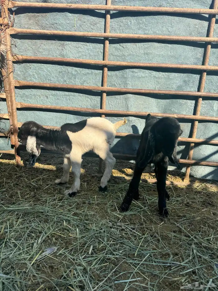 عنز متوم للبيع 4