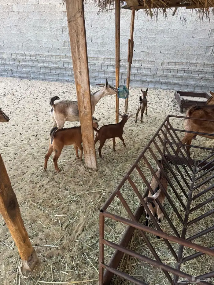 معزاء للبيع 10