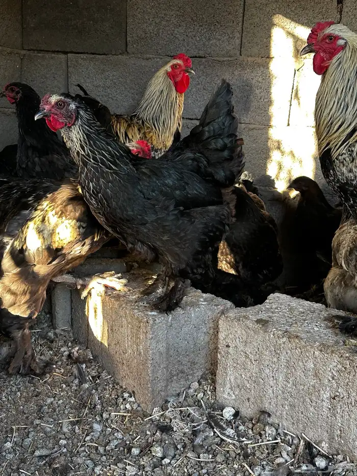 دجاج براهما 8