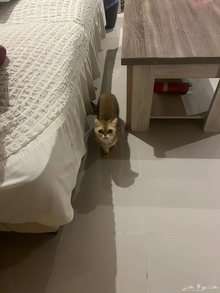 قطه نوع فاخر 0