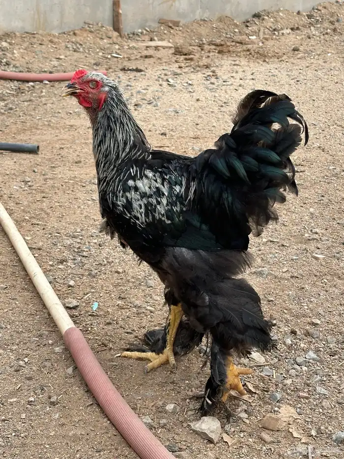 ديوك براهما وأطقم براهما دجاجة وديك 13