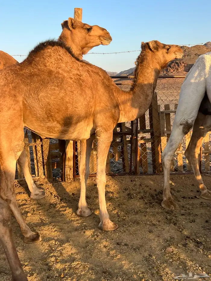 بكار عوادي لقحات من 5800 تم البيع 3