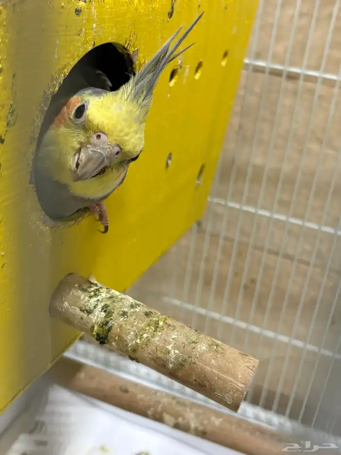 للبيع زوج كروان 1