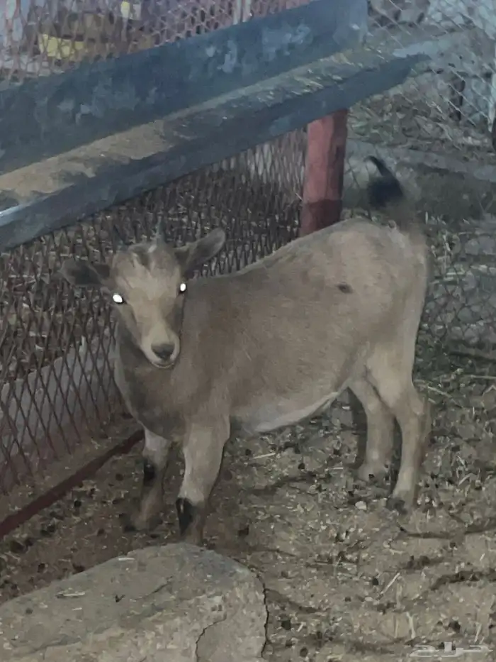 للبيع جفره قزميه 2