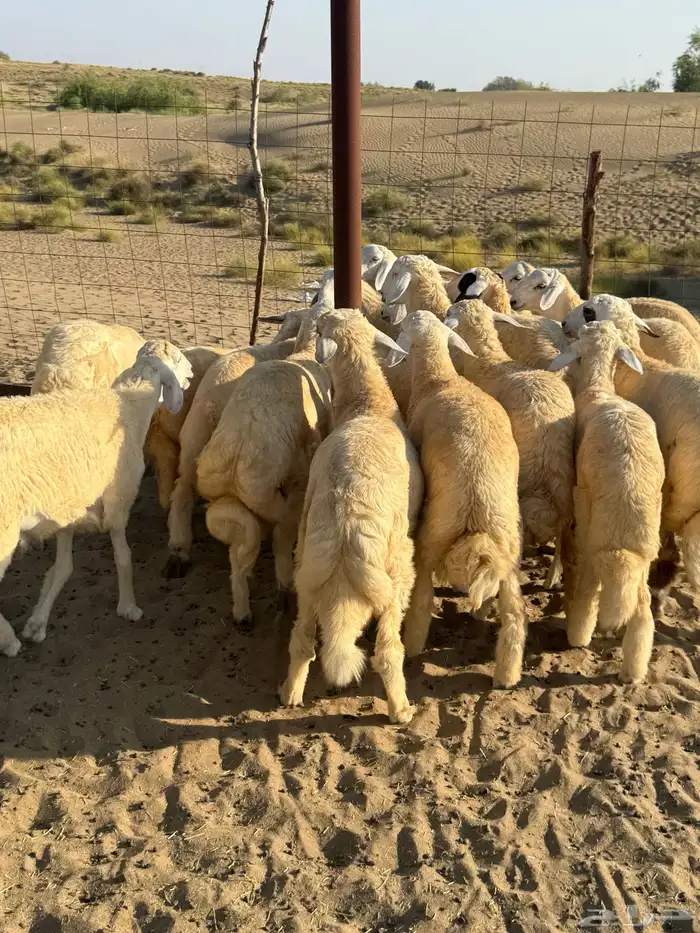 طليان ذبايح سمان وطيبه جدا 1