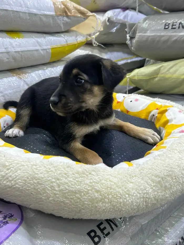 جراؤه جيرمن 3