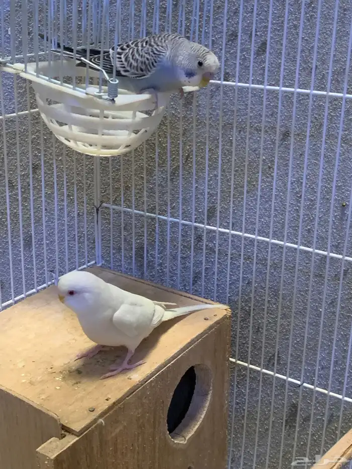 جوز بادجي او عواشق 3