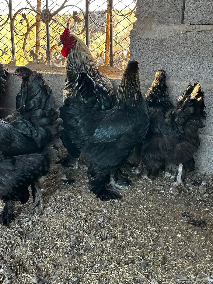 دجاج براهما 3