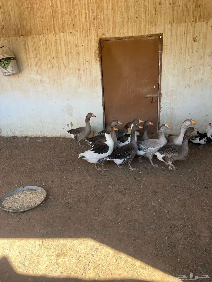 دجاج وبط ووز وبسابيس حمام وحبش 2