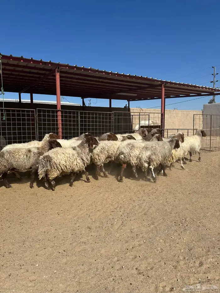 غنم انعيم طيبه البييع 6