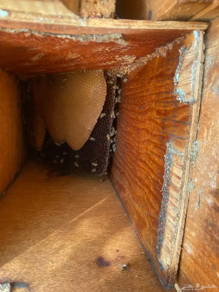 نحل بلدي للبيع 2