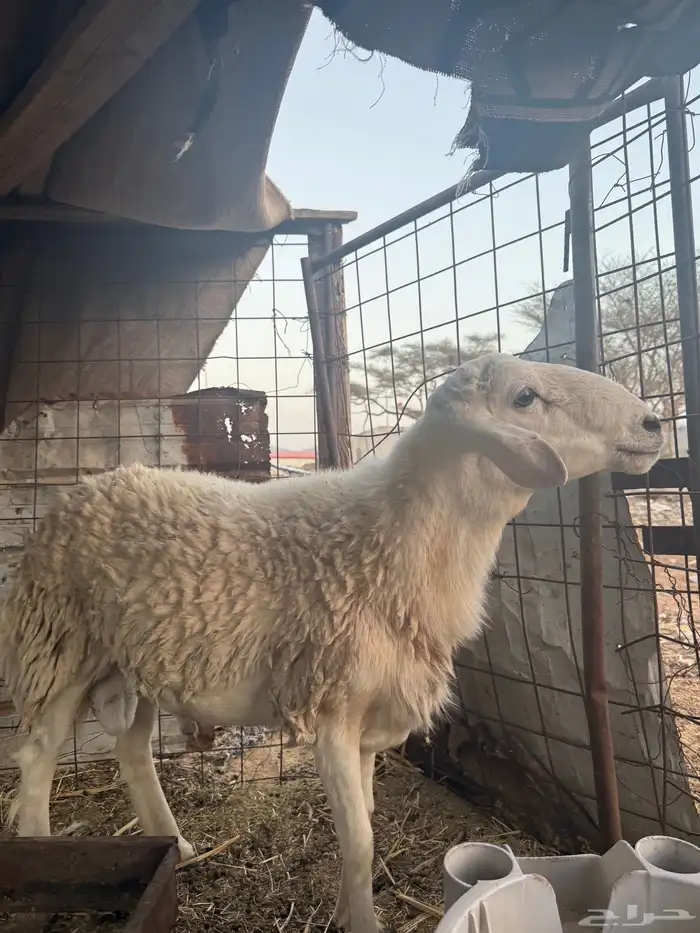 طلي فحل ثني شق توم 3 0