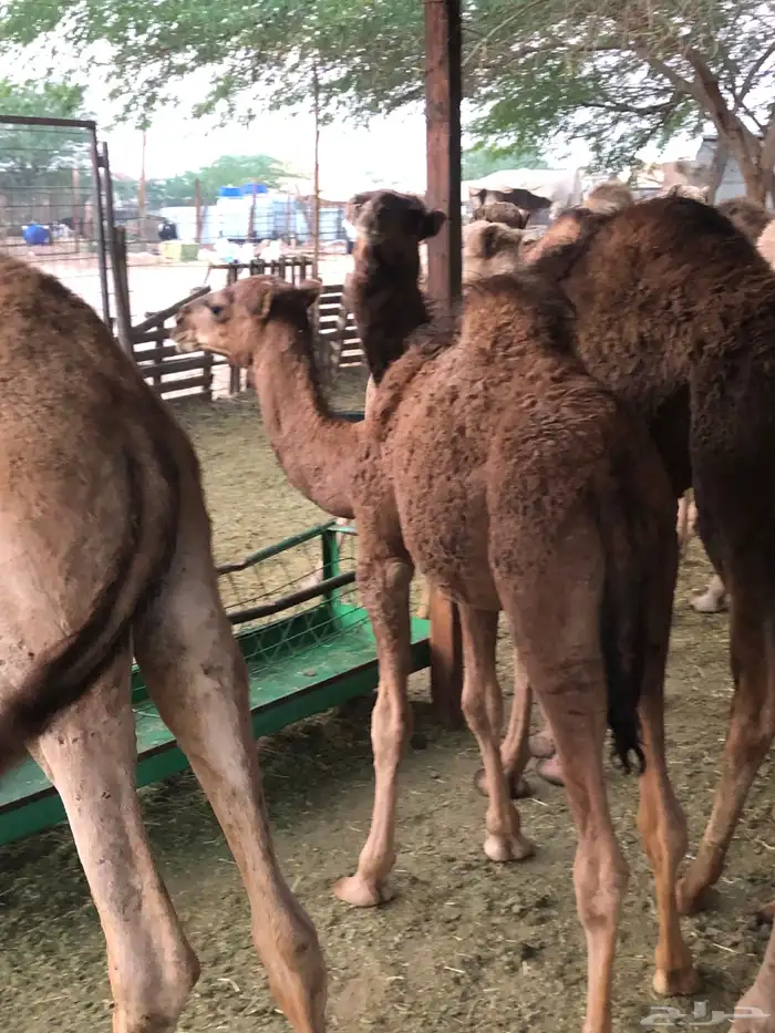 قعدان وبكار 5