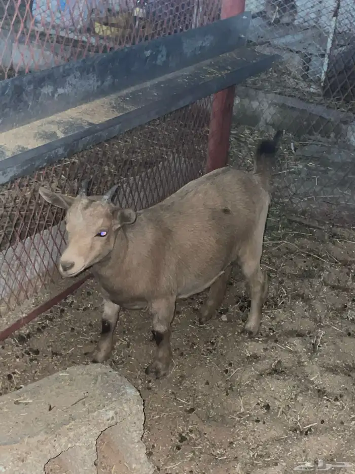 للبيع جفره قزميه 4