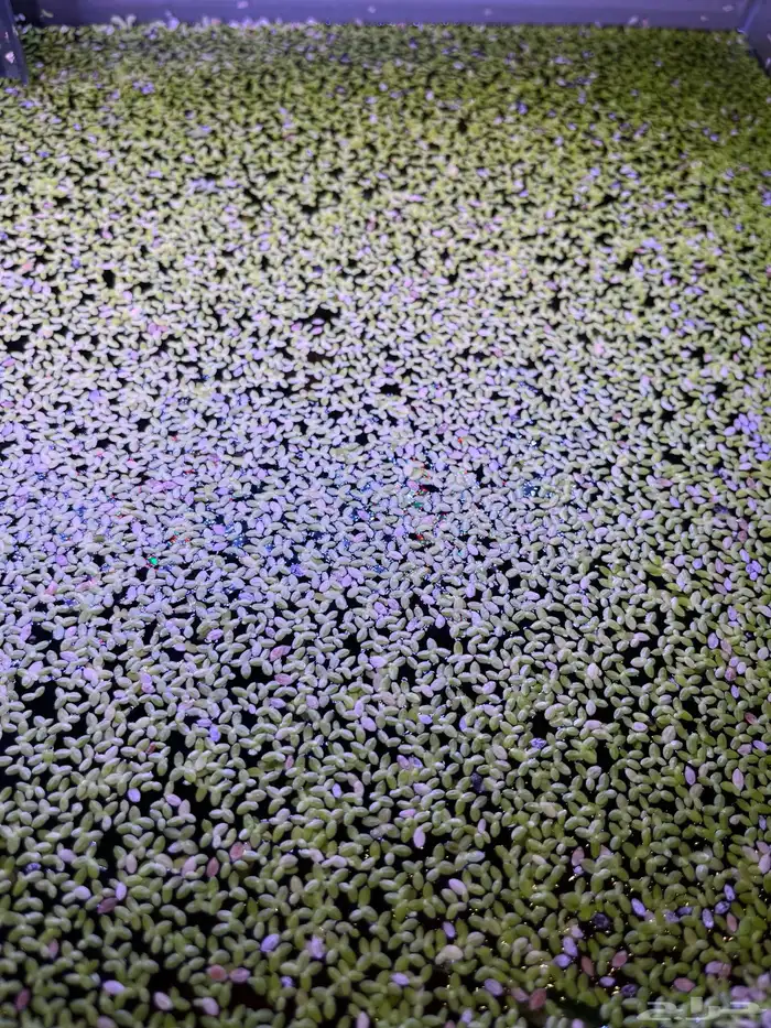 نبات طافي لأحواض السمك duckweed 0
