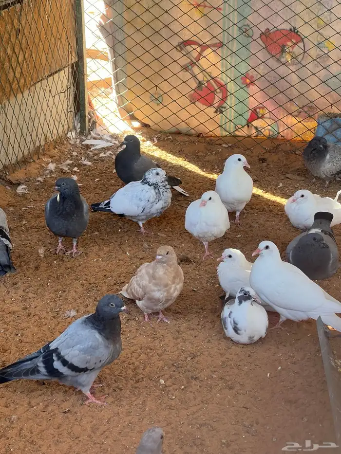 دجاج وبط ووز وبسابيس حمام وحبش 0