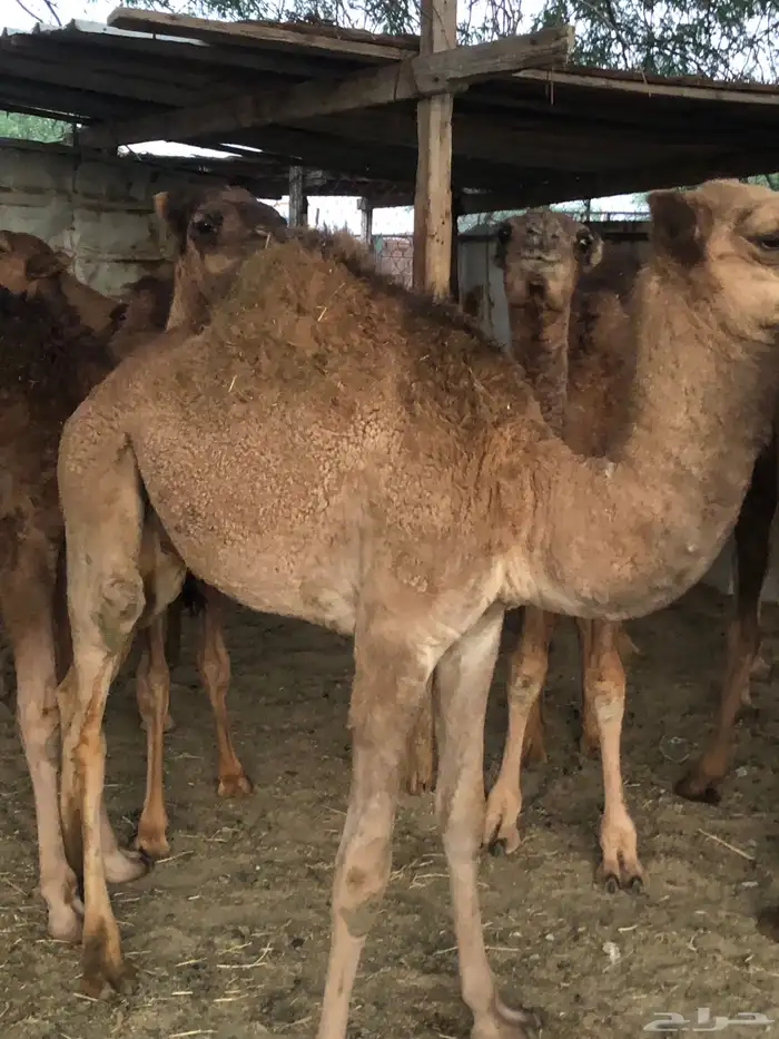 قعدان وبكار 7