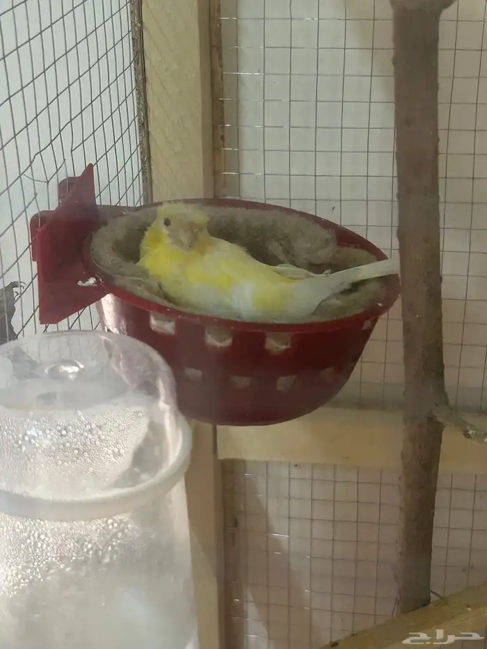 طيور كناري سوري 4