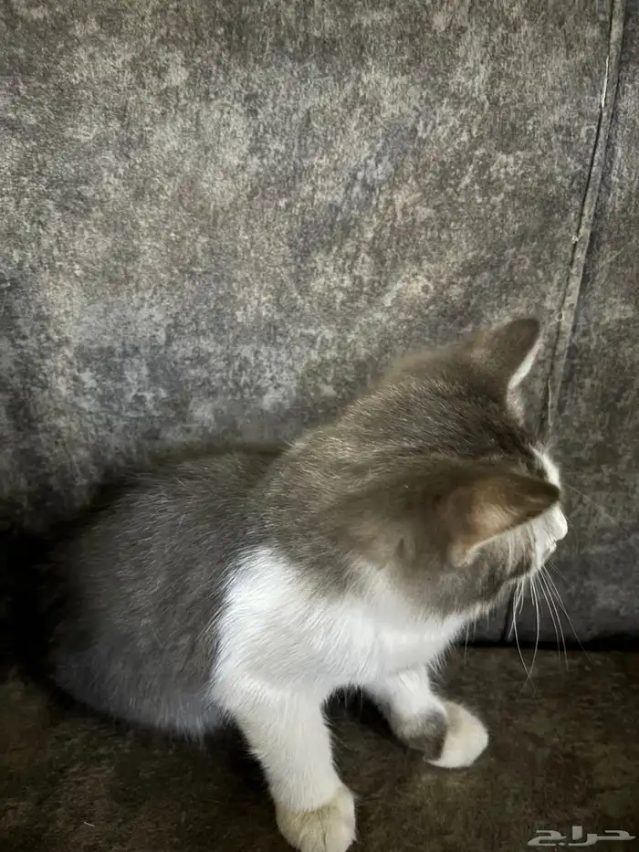 قط ذكر شيرازي 2